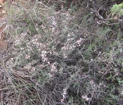 Eriocephalus eximius