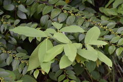Bridelia retusa