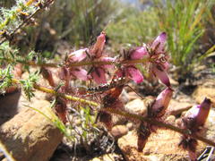 Erica irrorata