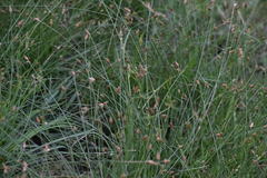 Equisetum ramosissimum