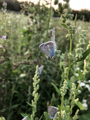 Polyommatus icarus