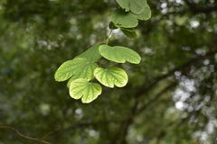 Bauhinia variegata