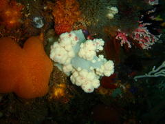 Pseudonephthea liltvedi