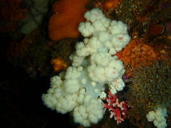 Pseudonephthea liltvedi