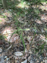 Cyperus tetragonus
