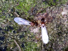 Temnothorax
