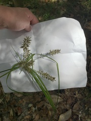 Cyperus tetragonus