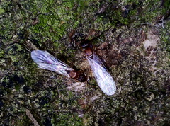 Temnothorax
