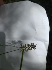 Cyperus tetragonus