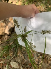 Cyperus tetragonus