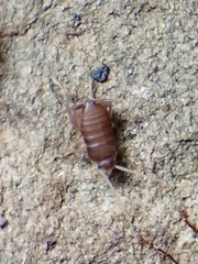 Myrmecophilus pergandei