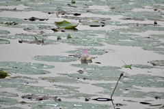Nelumbo nucifera