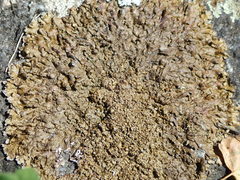 Xanthoparmelia pulla