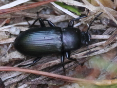Centronopus calcaratus