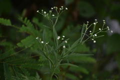Parthenium hysterophorus