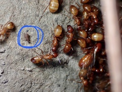 Myrmecophilus pergandei