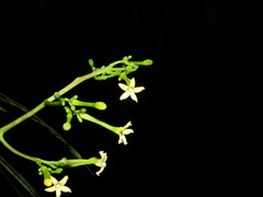 Vasconcellea microcarpa