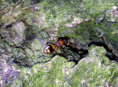 Temnothorax nylanderi