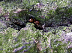 Temnothorax nylanderi