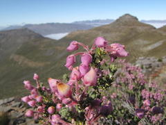 Erica oresigena