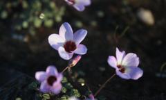 Oxalis oculifera