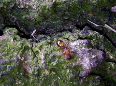 Temnothorax nylanderi