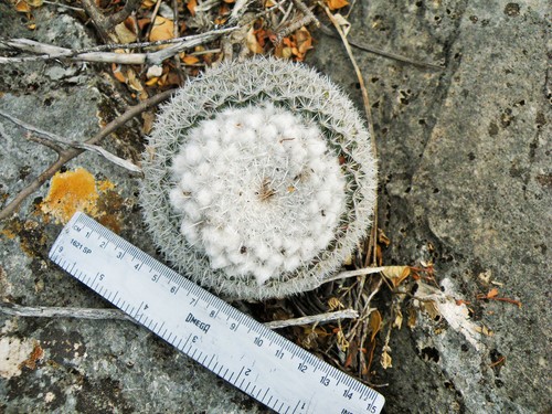 Image of Mammillaria geminispina by (c) amantedarmanin, some rights reserved (CC BY)