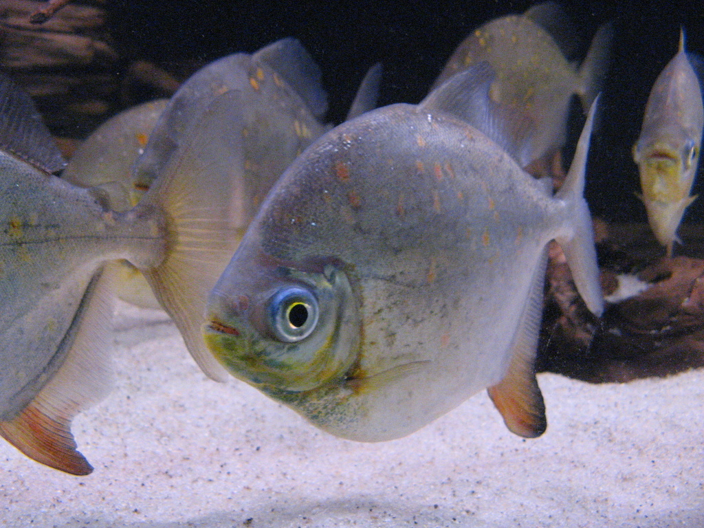 Myloplus