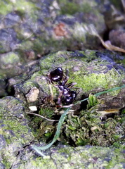 Lasius fuliginosus
