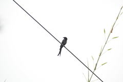 Dicrurus macrocercus
