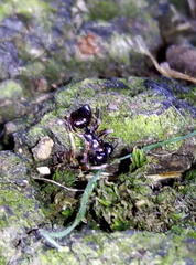 Lasius fuliginosus