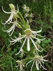 Habenaria macroceratitis