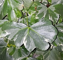 Hedera nepalensis