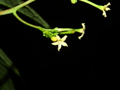 Vasconcellea microcarpa