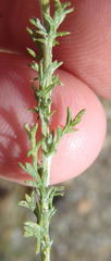 Pentzia sphaerocephala