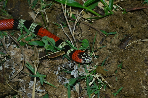 Southern Coralsnake