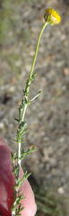 Pentzia sphaerocephala