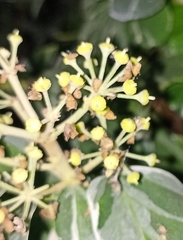 Hedera nepalensis