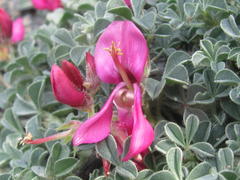 Indigofera hantamensis