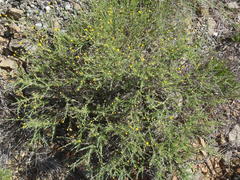 Pentzia sphaerocephala