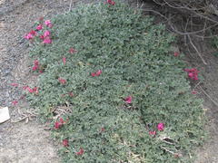 Indigofera hantamensis