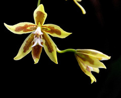Oncidium mirandum