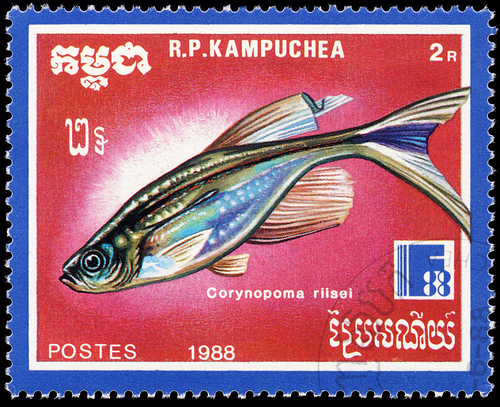 Sword-Cheeked Tetra