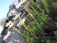 Polyarrhena imbricata