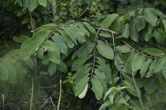 Bridelia retusa