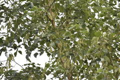 Dalbergia latifolia