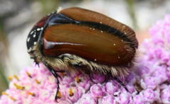 Trichostetha capensis