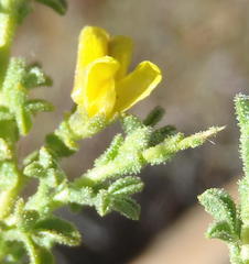 Melolobium candicans