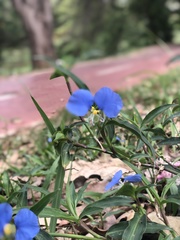 Commelina erecta