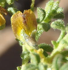 Melolobium candicans